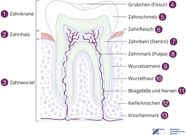 Zahnaufbau